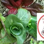 All'antica Ruggine Alseno