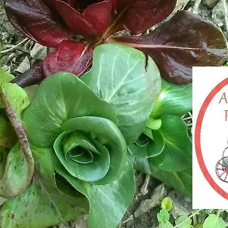 All'antica Ruggine Alseno