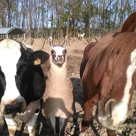 All'antica Ruggine *