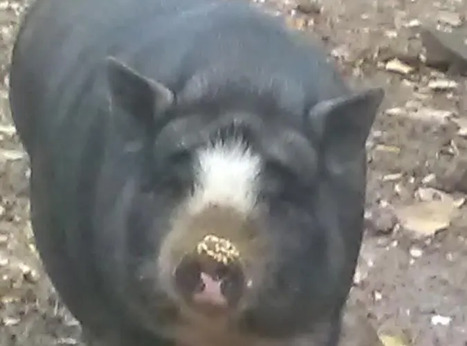 Фермерский дом All'antica Ruggine