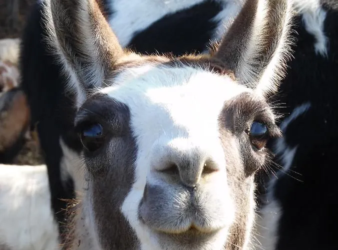 All'antica Ruggine Фермерский дом *