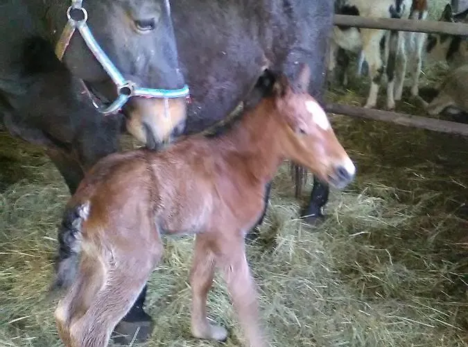 All'antica Ruggine *